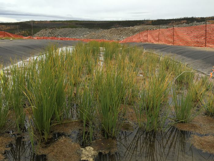 Wetlands at Minto mine